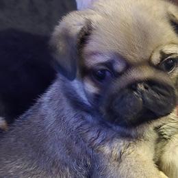 Pugs from Pugs R Us
