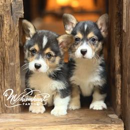 1200 standard RHT - Black and tan male Pembroke Welsh Corgi puppy in Nashville, Arkansas from Whisenhunt Farms