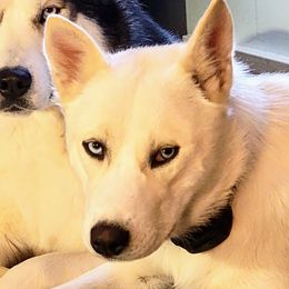 Sky - Siberian Husky