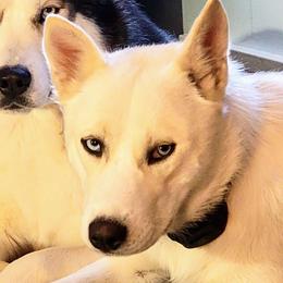 Sky - Siberian Husky