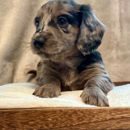Lily - Dapple female Dachshund puppy in Franklin, Tennessee from Wendy's Weenies