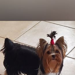 Yorkshire Terrier Puppies from Cottage House Yorkies, L.L.C.