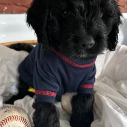Bernedoodle, Cockapoo, and Goldendoodle Puppies from Avery Doodle Day LLC