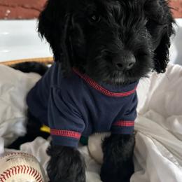 Bernedoodle, Cockapoo, and Goldendoodle Puppies from Avery Doodle Day LLC