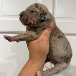 Ham - Merle male Great Dane puppy in Florida from Beachside Kennels
