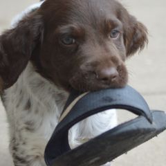 Kleine Munsterlanders from Hunting Hills Kennel