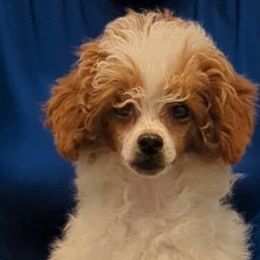 Tommen - Poodle