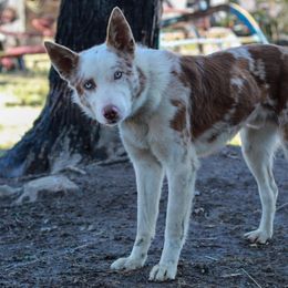 Bandit - Border Collie