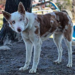 Bandit - Border Collie