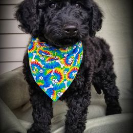 Goldendoodle Puppies from Wisconsin Doodle Dog of La Crosse