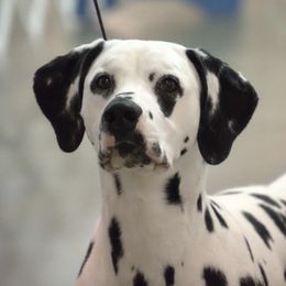 Beagles and Dalmatians from Arcadia Kennels