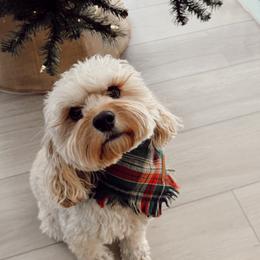 Cockapoo All Grown Up from Willow Lane Puppy