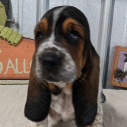 Basset Hound and Pembroke Welsh Corgi Puppies from 4 Sail Quarter Horses and Corgis