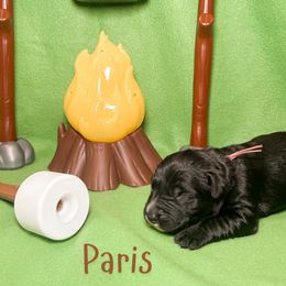 Golden Mountain Dog puppies from OlliePups, LLC