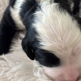 Bernedoodles from Reeces Pieces Puppies
