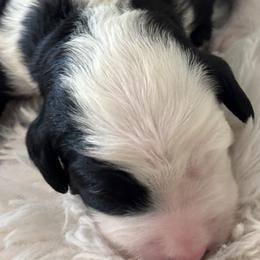 Bernedoodles from Reeces Pieces Puppies