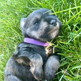 Greta - Black and silver Miniature Schnauzer puppy in Prescott, Washington from Winona Schnauzers