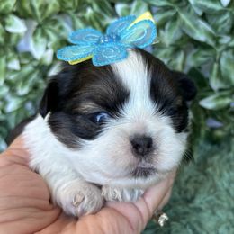 Pumpkin - Black gold and white female Shih Tzu puppy in Claremont, California from Lovable Shih Tzus