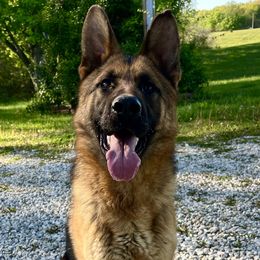 Talon - German Shepherd