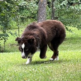 Ryder - Miniature Australian Shepherd