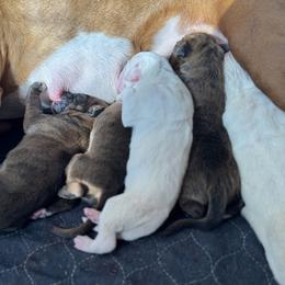 Boxer puppies from La Mer Boxers