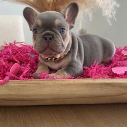 Ceasar - Blue male French Bulldog puppy in Florida from Doxie Rugrats