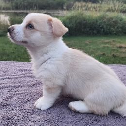 Soldier Boy - Cardigan Welsh Corgi puppy from Pondside Kennels