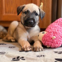 Treasure - Wheaten male Irish Wolfhound puppy in Uintah County, Utah from Bingo's Wolfhounds, Lollipop Pomskies