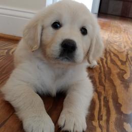 Golden Retriever Puppies from White Valley Goldens
