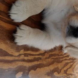 Golden Retriever Puppies from White Valley Goldens