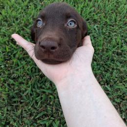 Shelby (purple collar) - Chocolate female Labrador Retriever puppy in Commerce, Oklahoma from Standing Water Kennels