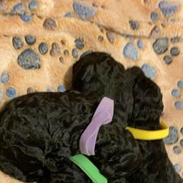Goldendoodle Puppies from Zeusthemoosedoodles