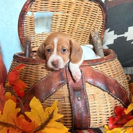 Mizzi - Piebald female Dachshund puppy in Woodlake, California from Wild West Weenies