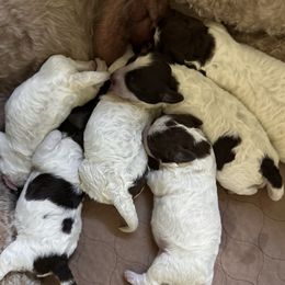 Ducati -- join our litter list - Brown roan male Lagotto Romagnolo puppy in Santa Fe, New Mexico from Raven Meadow Ranch