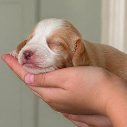 Tin Man - Lemon and white male Beagle puppy in Lake City, Florida from Sunkissed Beagles