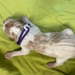 Purple Girl - Orange and white female Pointer puppy in Olympia, Washington from Birdsboro Pointers