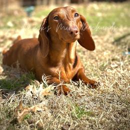 Penny - Dachshund