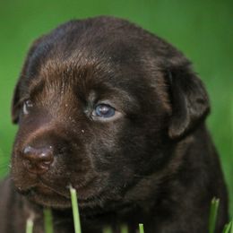 Indi - Chocolate female Labrador Retriever puppy in Camden, Ohio from Prebleridge Acres