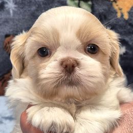 EMMETT - Liver and white male Shih Tzu puppy in Candler, North Carolina from Pup-Tzu WNC