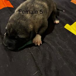 Girl 5 - Brindle female Anatolian Shepherd Dog puppy in Daggett, Michigan from T&S Anatolians