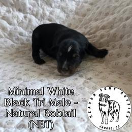 Reuben - Black tri male Miniature Australian Shepherd puppy in Jaroso, Colorado from Heaven Sent Aussies
