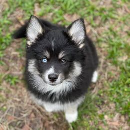 Pomskies from Gatorland Pomskies