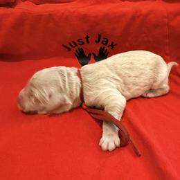 Girl 2 - Cream female Goldendoodle puppy in Houston, Texas from Were The Mack'Doodles