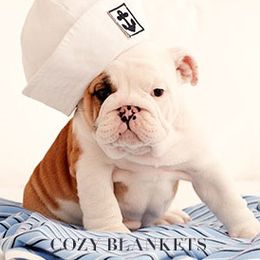 Bulldog Puppies from Our House Of Treasures