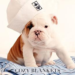 Bulldog Puppies from Our House Of Treasures