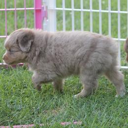 Astro - Red merle male Toy Australian Shepherd puppy in Ionia, Iowa from Sapphire Stables