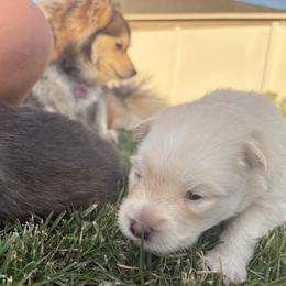 Snow - White female Pomsky puppy in Grandview, Washington from Alyssa’s Pomskies