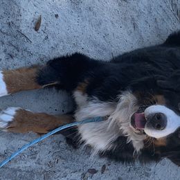 Kaizzer - Bernese Mountain Dog