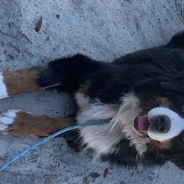 Kaizzer - Bernese Mountain Dog