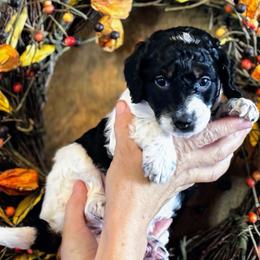 Pippin - Black and white female Aussiedoodle puppy in Orange Cove, California from Sand Creek Ranch Aussiedoodles